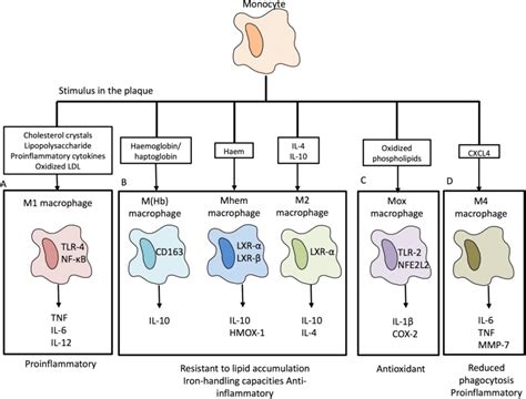 Main macrophage subtypes found in atherosclerotic lesions. Stimuli ...