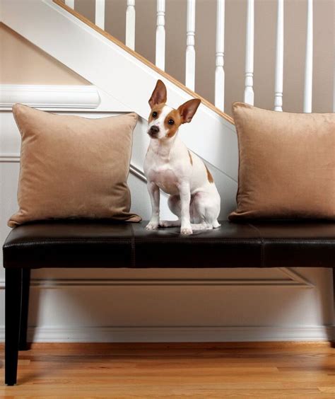 Rat Terrier Dog Breed Information And Pictures Petguide Petguide