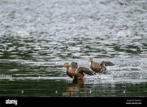 Dabbling Duck Hi Res Stock Photography And Images Alamy