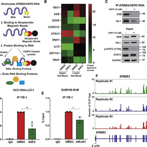 ABL Kinase Inhibition Disrupts ERBB2 MRNA Binding To Y Box Binding