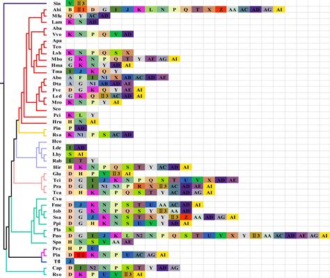 Frontiers Mitogenomes Of Two Phallus Mushroom Species Reveal Gene