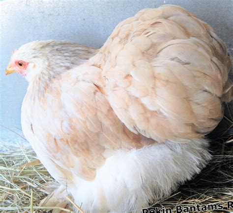 Pekin Bantams Rsa Quality Rare Coloured Pekins Pekin Bantams Rsa