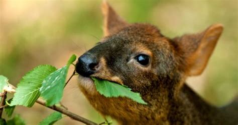 Cos’è il Pudu puda – Trophy Hunt