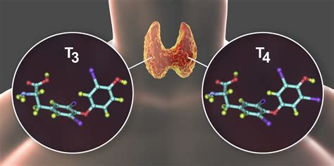 Thyroid Function Tests - Thyroid In Women