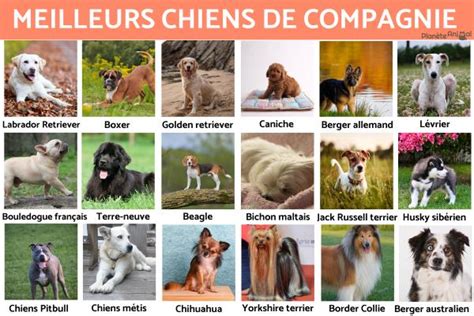 Quels Sont Les Meilleurs Chiens De Compagnie