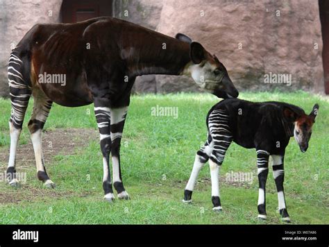 A Female Okapi Calf Was Born At The Saint Louis Zoo On June 17 2013 It