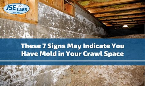 These Signs May Indicate You Have Mold In Your Crawl Space