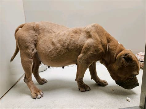 Meet Grace Grace Ruby And Laurel Animal Rescue Inc