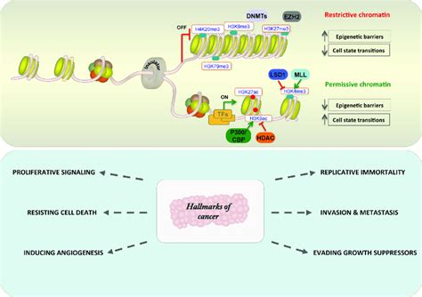 Chromatin Structure Determines Gene Expression And Hallmarks Of Cancer