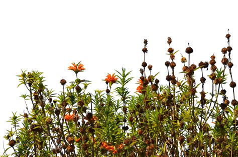 Wild Flowers Png Png Image Collection The Best Porn Website