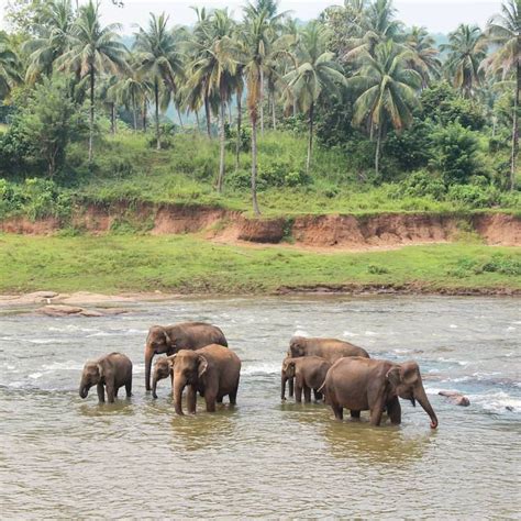 A Herd Of Elephants Walking Across A River Next To Lush Green Grass And