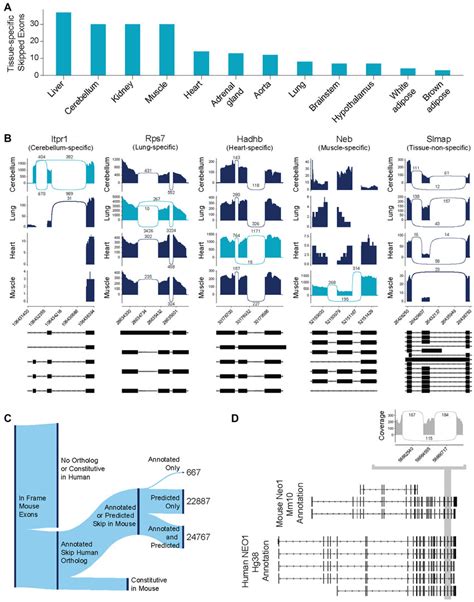 Exon Bypass Predicts Exon Skipping Independent Of Tissue And Can