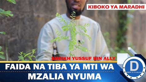 FAIDA NA TIBA YA MTI WA MZALIA NYUMA KIBOKO YA MARADHI SUGU SHEIKH