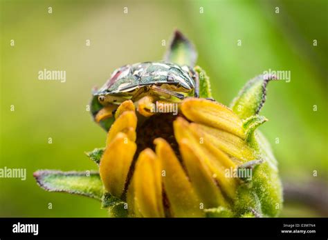 One Bug And One Flower Hi Res Stock Photography And Images Alamy