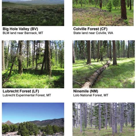 Visual Depiction Of Canopy Bulk Density And Its Distribution Throughout