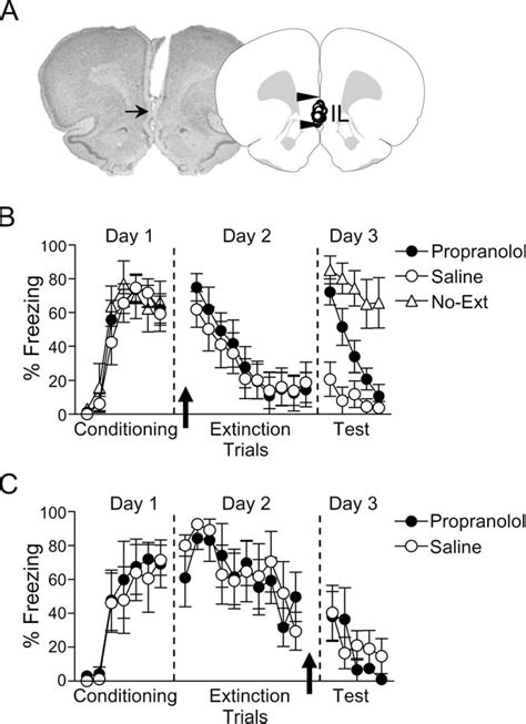 Figure 1 From Noradrenergic Signaling In Infralimbic Cortex Increases