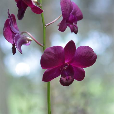 Dendrobium Red Suwan Blooming Plants Amthai Orchids Online