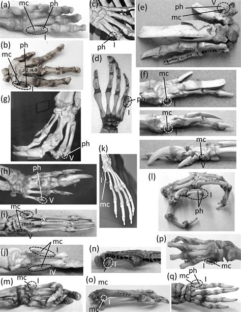 A Critical Survey Of Vestigial Structures In The Postcranial Skeletons