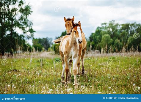 Beautiful Horse Is Eating Grass In The Field Stock Image Image Of