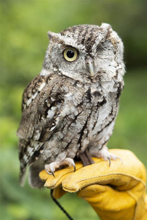 Eastern Screech Owl - Potawatomi Zoo