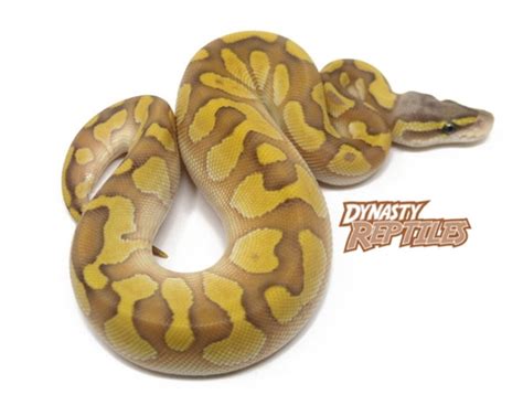 Blackhead Pastel Butter Enchi Ghost Ball Python By Dynasty Reptiles