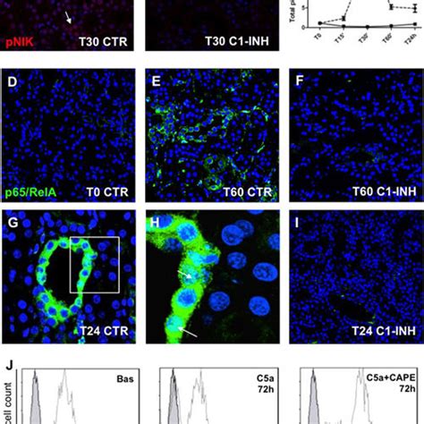 C5a Reduced Klotho Expression In TEC In Vitro A HK 2 Cells Were