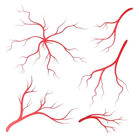 Premium Vector Human Veins And Arteries Illustration Design Template