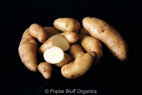 Vegetable images, Potatoes, Ratte potato