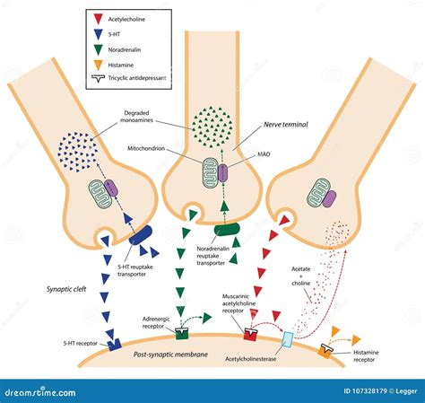 Antidepressants Mechanism Of Action