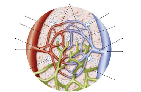 Lymphatic System Diagram Quizlet