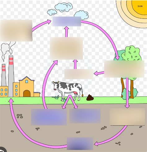 Carbon Cycle Diagram Quizlet