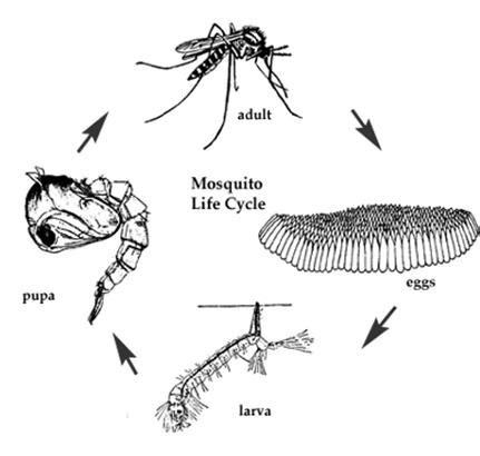 Mosquitoes and Disease