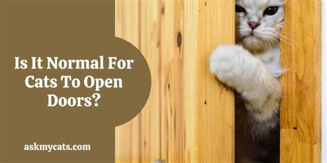 Can Cats Open Doors How To Stop Cat From Opening Doors