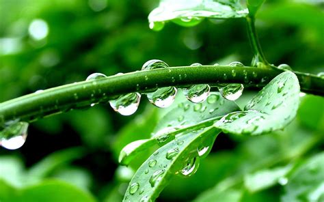 Rain Leaves Water Drops Green Wallpapers Hd Desktop And Mobile