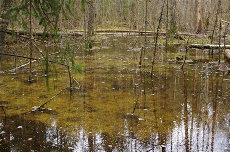 Swamp Free Stock Photo | FreeImages