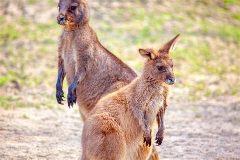 Swamp Wallaby Family Stock Photos - Free & Royalty-Free Stock Photos ...