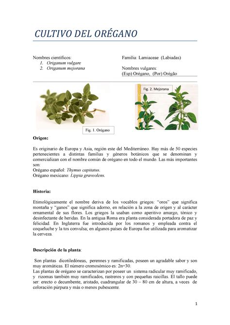 Oregano Cultivo Del Or Gano Nombres Cient Ficos Origanum Vulgare