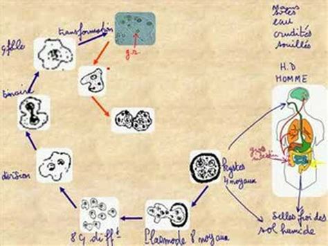 Amoeba Life Cycle