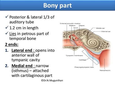 External Eartympanic Membrane And Auditory Tube Drnmugunthanms