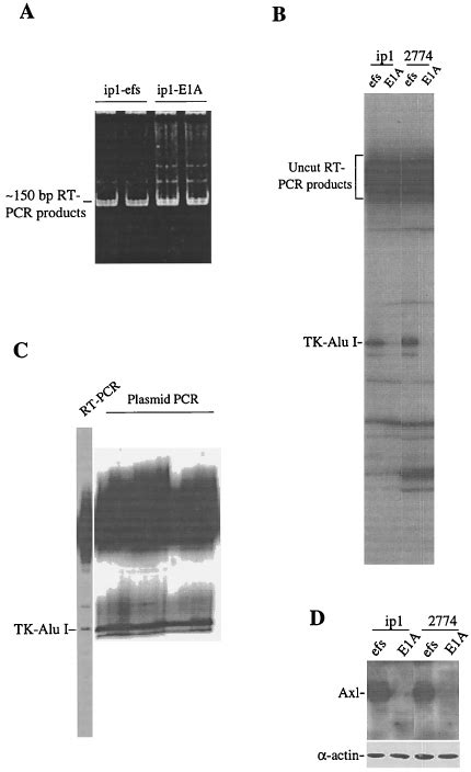 A The Bp Rt Pcr Products Representing The Activation Loop Of The