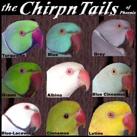 Indian Ringneck Mutations Finding The Plum Headed Parakeet