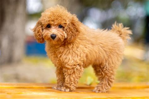 Toy Poodle Haircuts: Different Haircuts for Toy Poodle Puppies | Cuteness