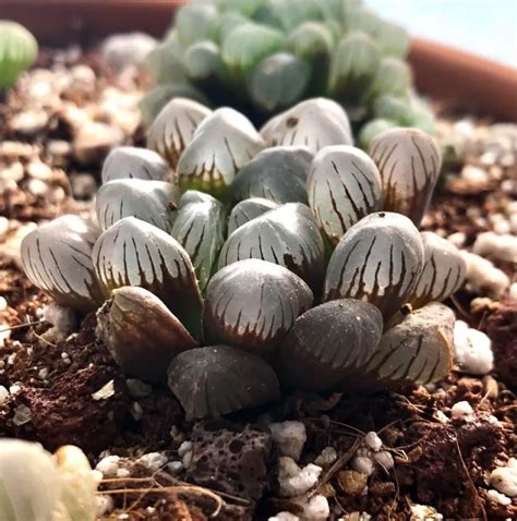 Haworthia Obtusa Ob1 Sacred Cactus