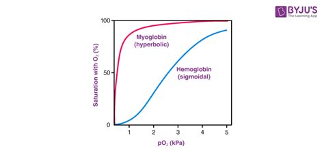 Difference between Hemoglobin and Myoglobin