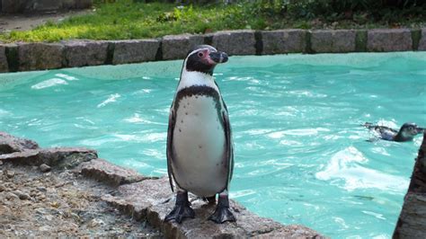 Bakgrundsbilder Djur Zoo Biologi Fauna Pingvin Ryggradsdjur