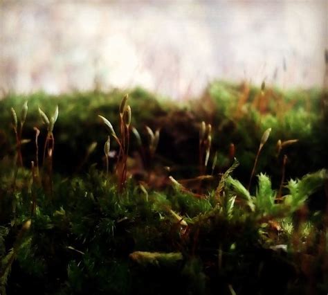 Цвет моха | Plants, Garden