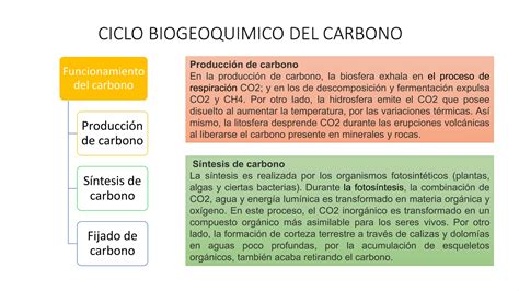 Ciclo Biogeoquimico Del Carbonopptx