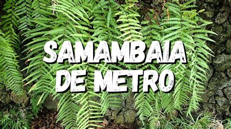 Samambaia De Metro Um Guia Completo Desta Planta Youtube