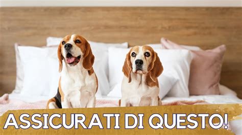 E giusto far dormire il cane sul letto Sì ma occhio a questo