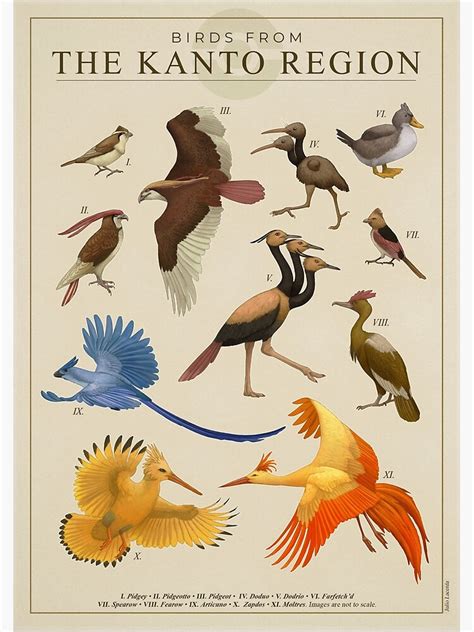 "Birds of Kanto" Poster for Sale by Julio Lacerda | Redbubble